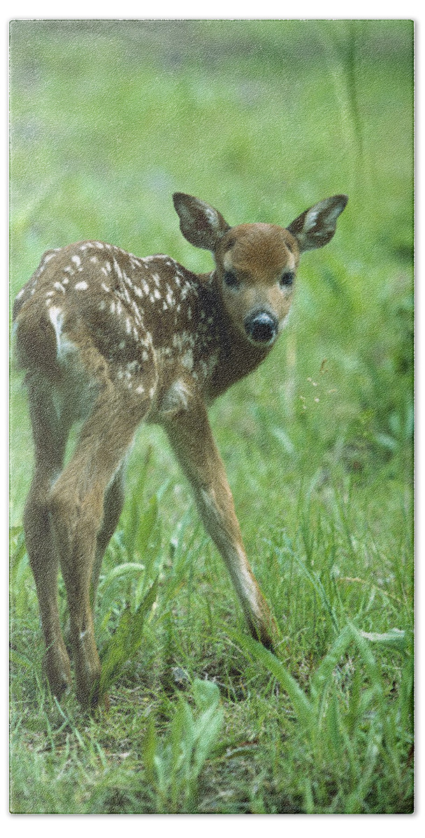 Feb0514 Beach Towel featuring the photograph White-tailed Deer Fawn Meadow by Konrad Wothe