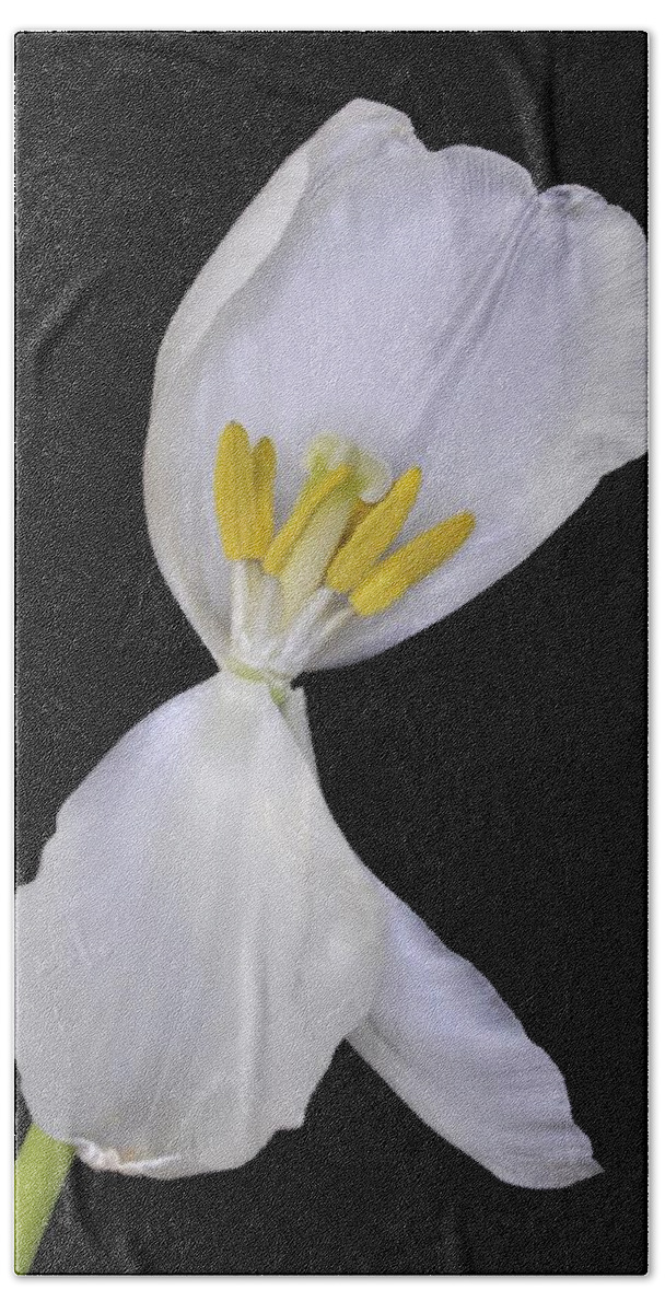 Flower Beach Towel featuring the photograph White Tulip on Black by Phyllis Meinke