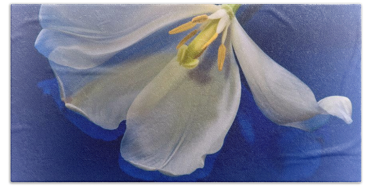 Flower Beach Towel featuring the photograph White Tulip on Blue by Phyllis Meinke