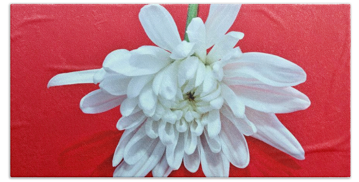 Flower Beach Sheet featuring the photograph White Flower on Bright Red Background by Phyllis Meinke