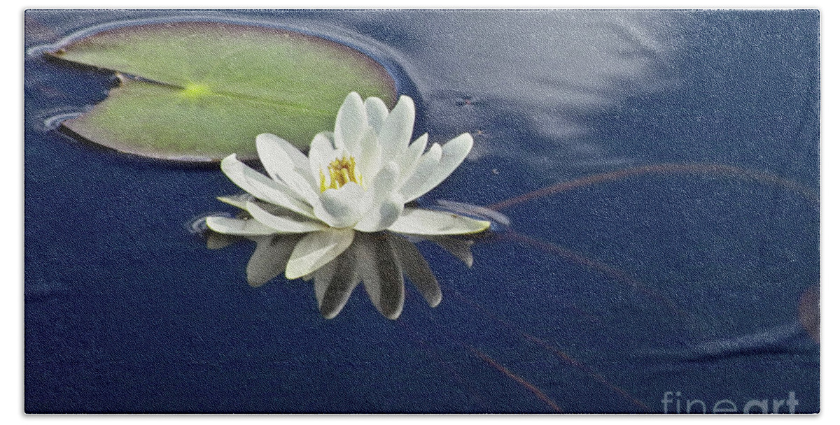 Water Llilies Beach Towel featuring the photograph White Water Lily by Heiko Koehrer-Wagner