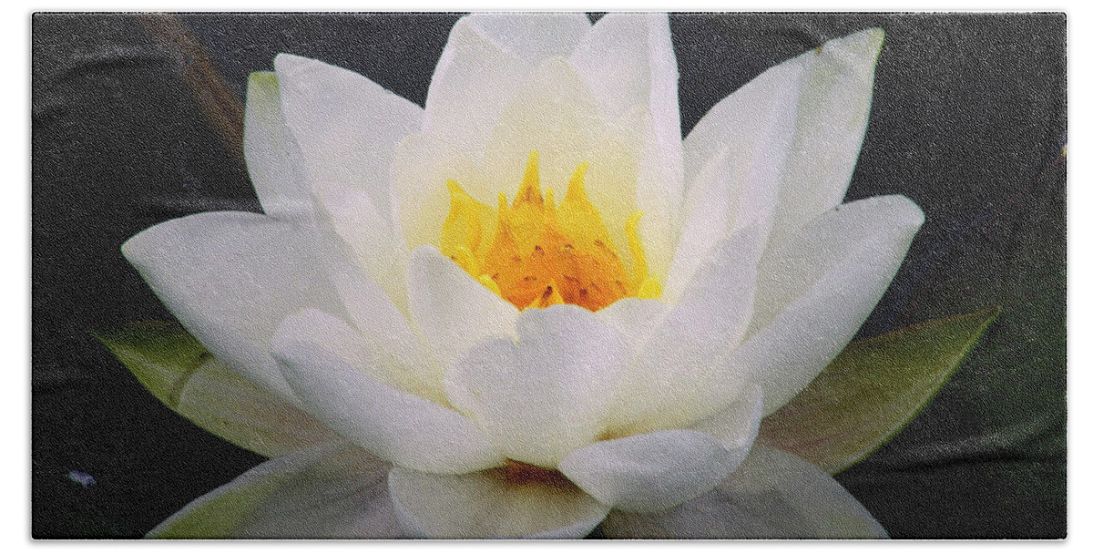 Water Lily Beach Towel featuring the photograph White Water Lily by Nina Ficur Feenan