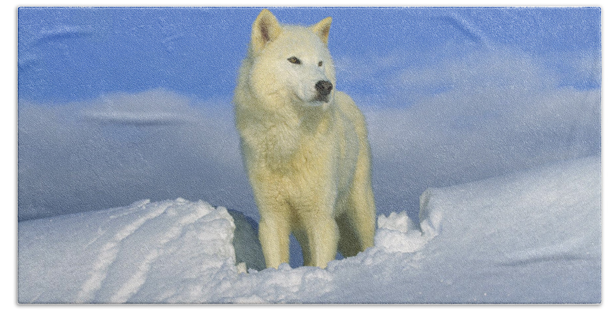 Feb0514 Beach Towel featuring the photograph White Wolf In The Snow Idaho by Tom Vezo