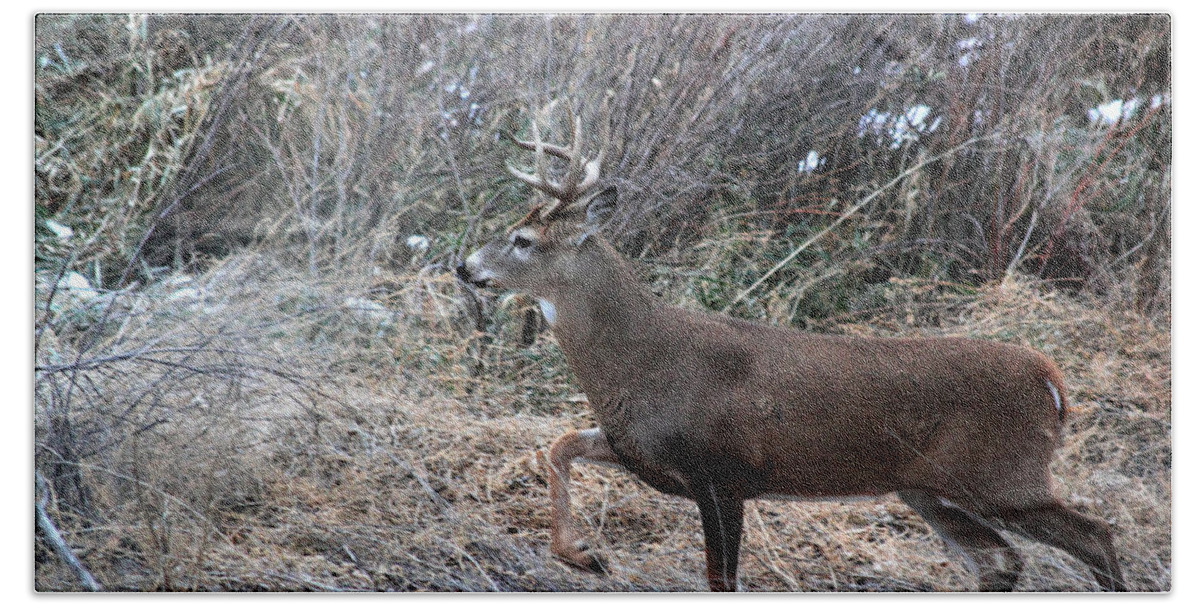Buck Beach Towel featuring the photograph Whitetail Stance by Shane Bechler