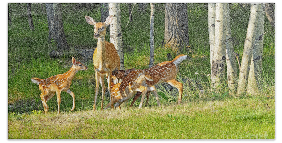 White Tail Deer Beach Towel featuring the photograph Who Rang The Dinner Bell? by Gary Beeler