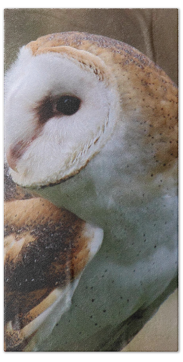 Barn Owl Beach Towel featuring the photograph Who Said That? by Randy Hall