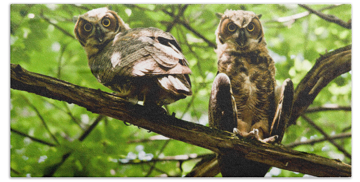 Owlets Beach Towel featuring the photograph Whooo are You Looking At by Cheryl Baxter