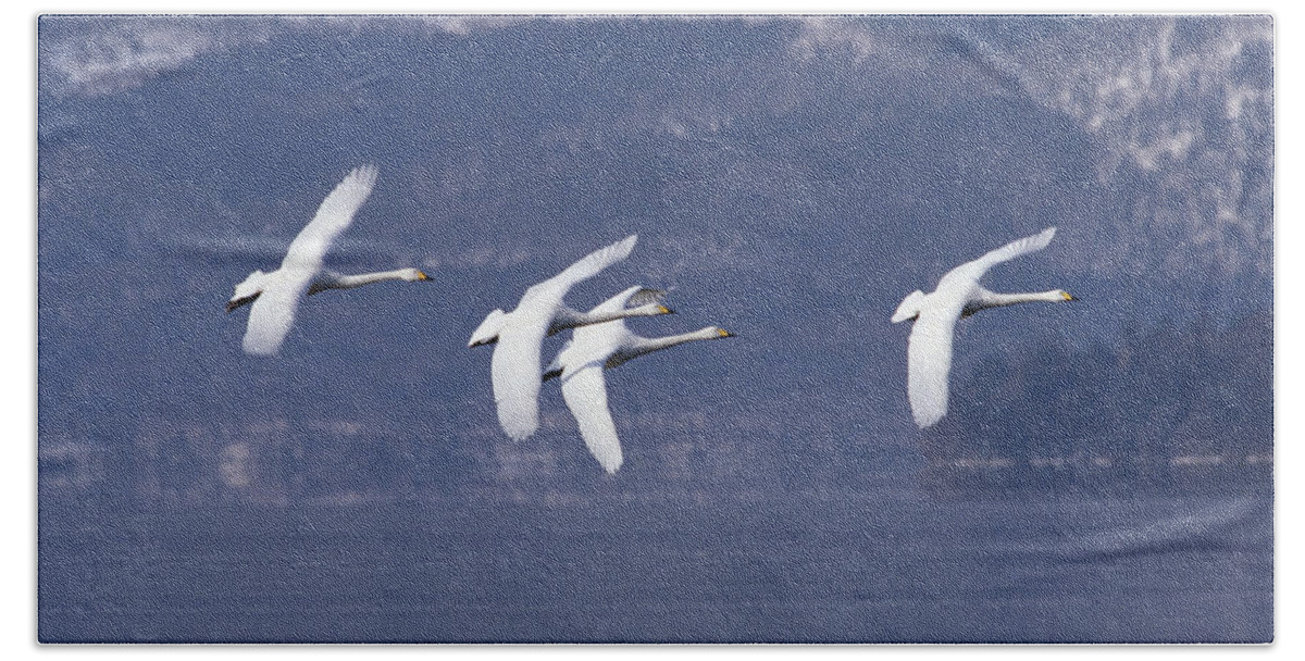 Feb0514 Beach Towel featuring the photograph Whooper Swans Flying Hokkaido Japan by Konrad Wothe