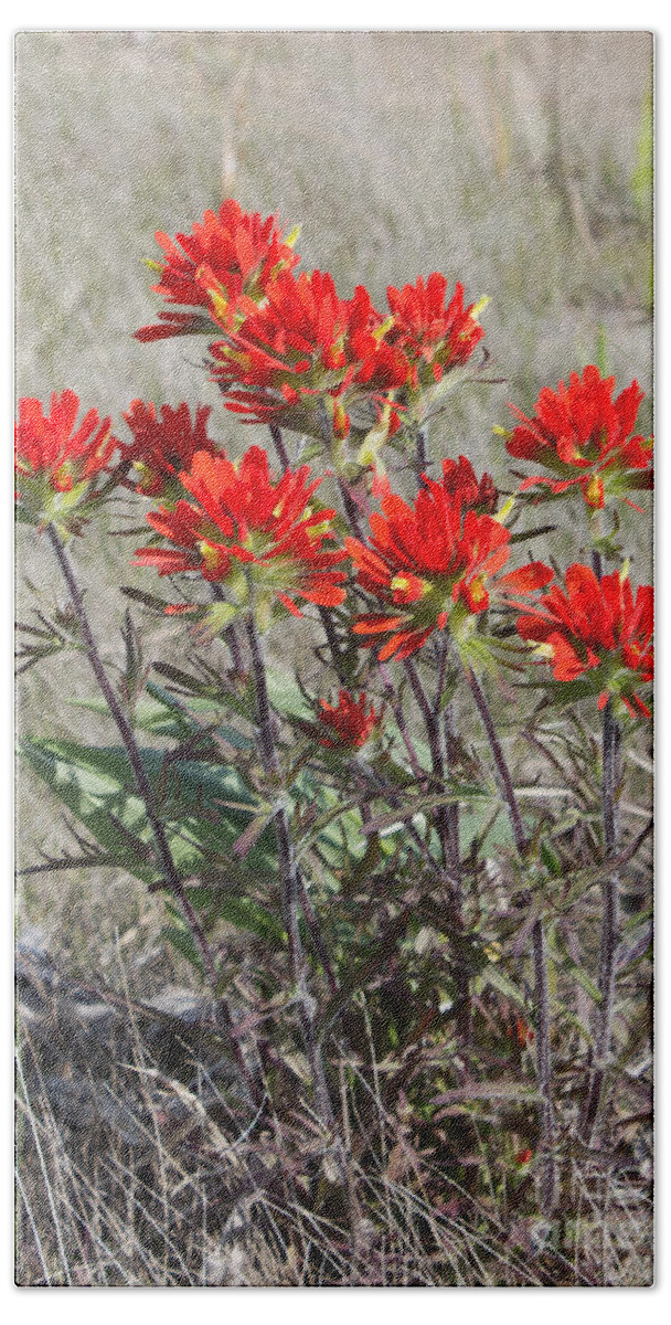 Indian Paintbrush Beach Towel featuring the photograph Wild Beauty of Indian Paintbrush by Barbara McMahon