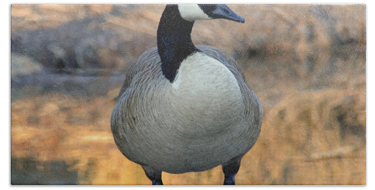 Wild Canadian Goose Beach Towel featuring the photograph Wild Canadian Goose by Maria Urso