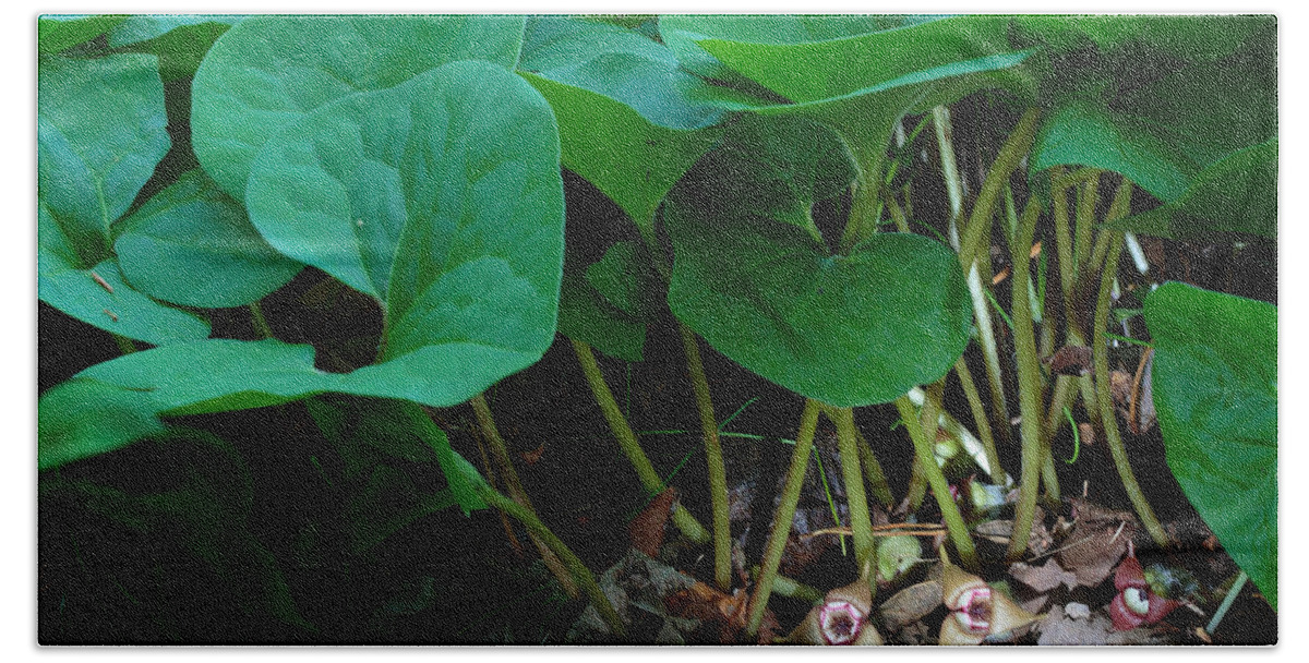Wild Ginger Beach Towel featuring the photograph Wild Ginger or Asarum canadense by Daniel Reed