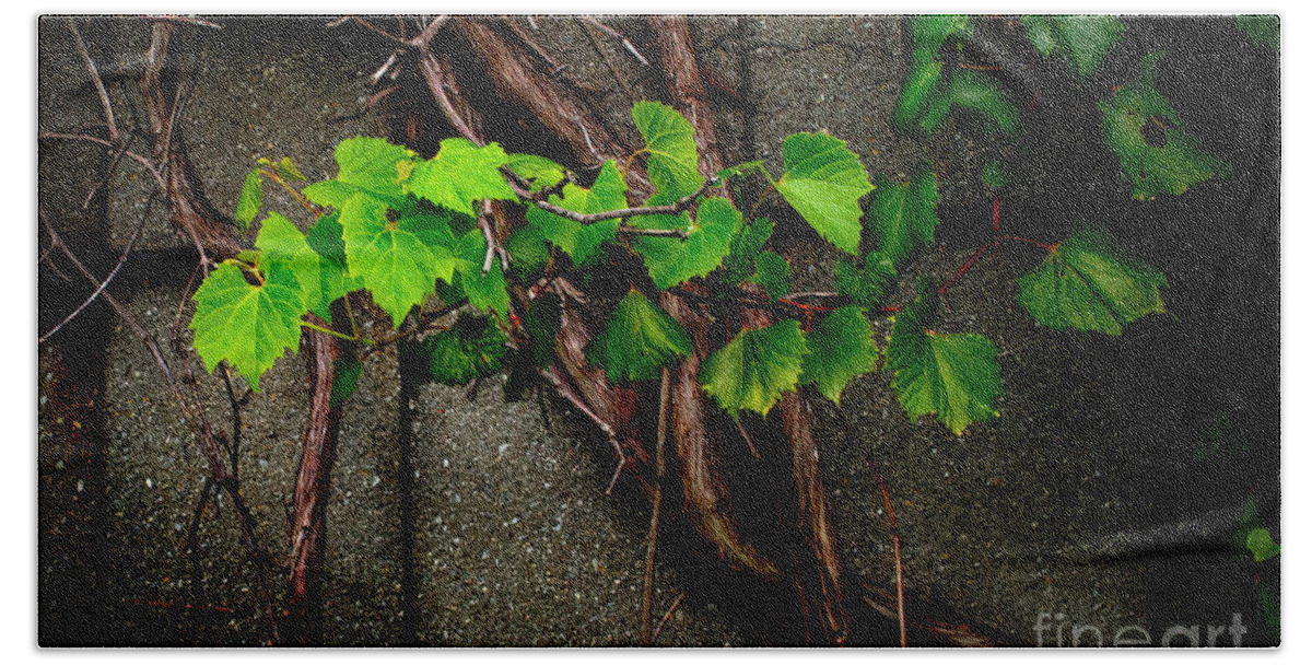 Barn Beach Towel featuring the photograph Wild Grape Vine by Michael Arend