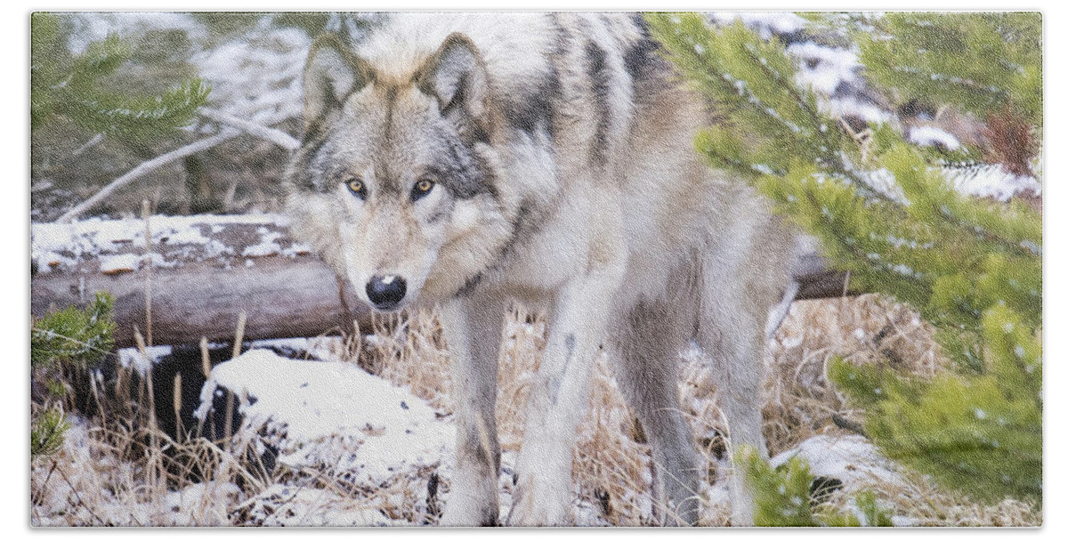 Grey Wolf Beach Towel featuring the photograph Wild Grey Beauty by Deby Dixon