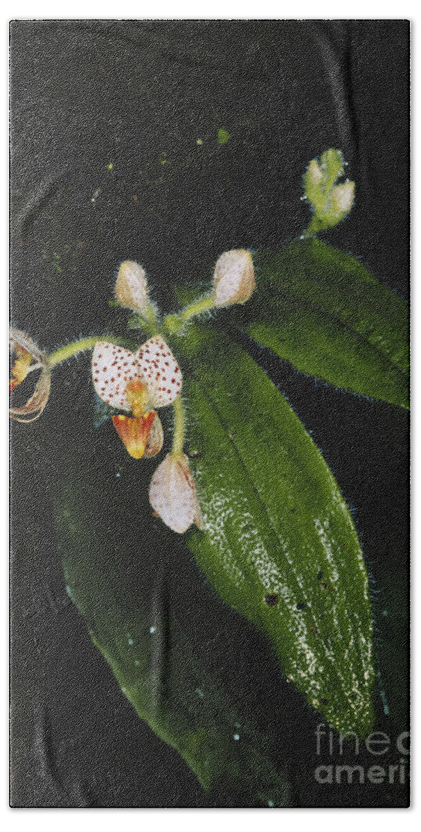 Orchid Beach Towel featuring the photograph Wild Orchid by Gregory G. Dimijian, M.D.