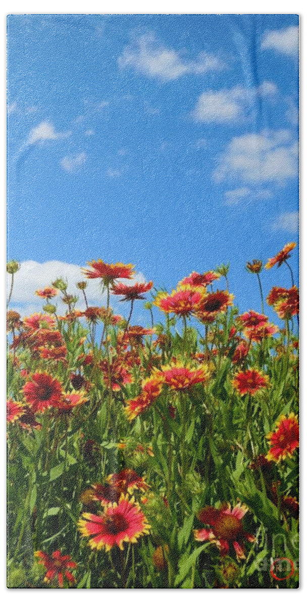 Wild Flower Beach Towel featuring the photograph Wild Red Daisies #5 by Robert ONeil