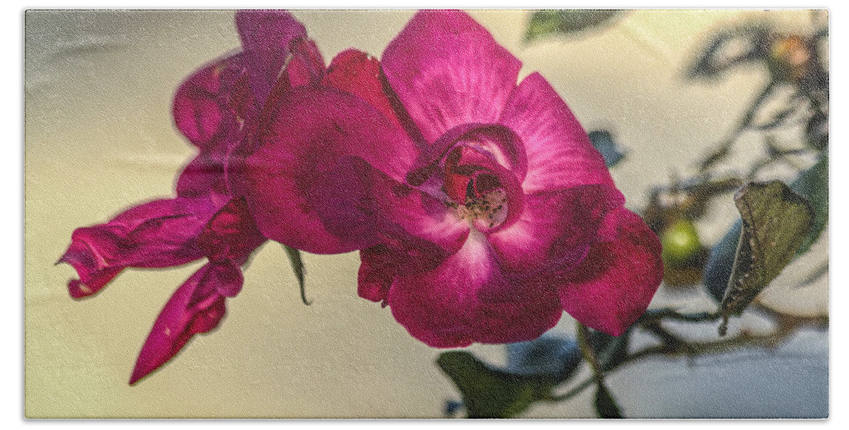 Florida Beach Sheet featuring the photograph Wild rose by Jane Luxton