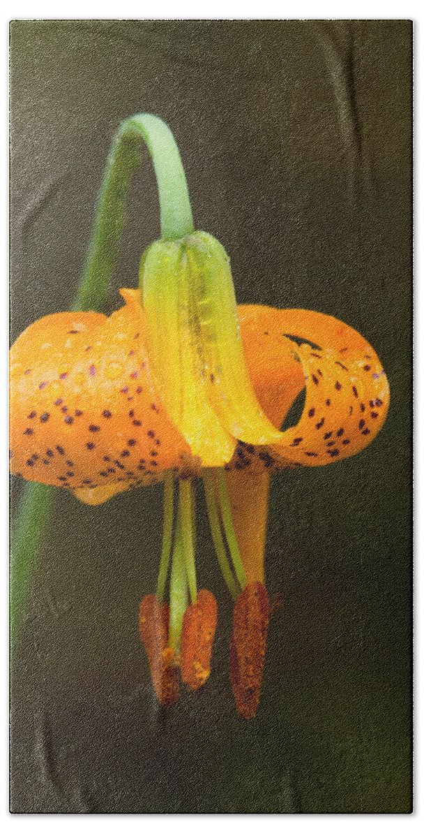 Flowers Beach Towel featuring the photograph Wild Tiger Lily by Paul DeRocker