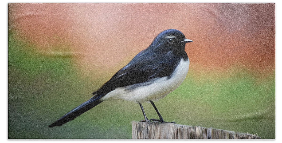 Willy Beach Sheet featuring the painting Willy Wagtail Austalian Bird Painting by Michelle Wrighton