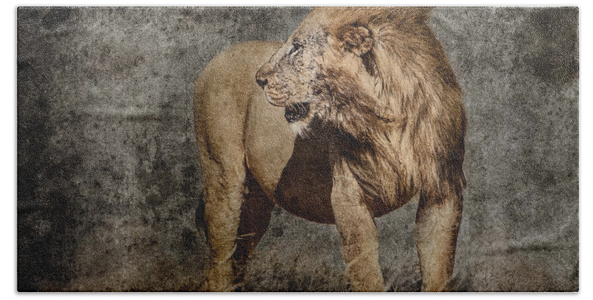 Africa Beach Towel featuring the photograph Windswept Lion by Mike Gaudaur