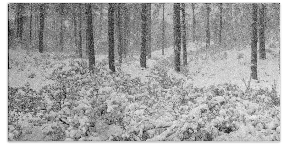 Winter Beach Towel featuring the photograph Winter in the Woods by Saija Lehtonen
