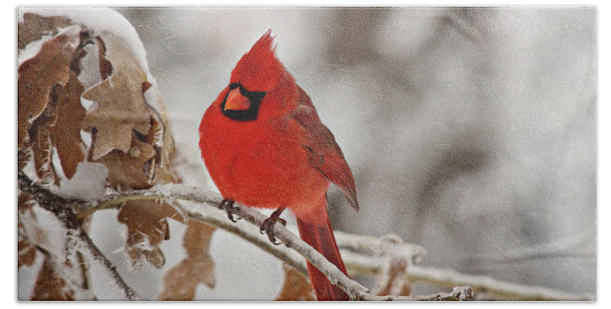 Animal Beach Sheet featuring the photograph Winter Northern Cardinal by Lana Trussell