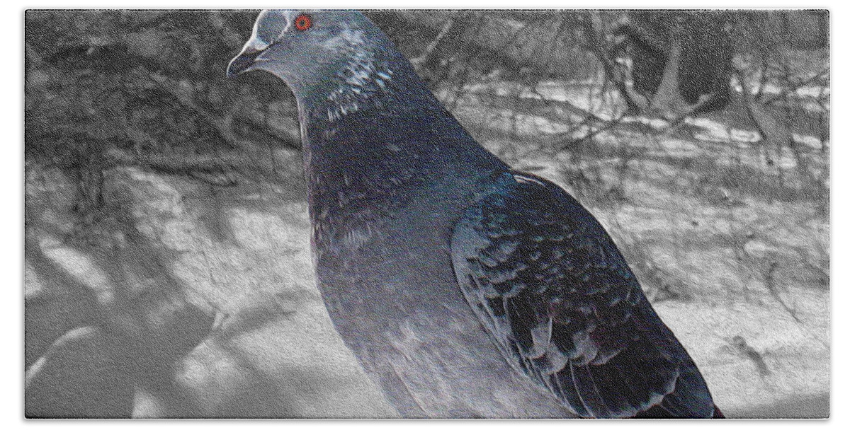 Pigeon Beach Towel featuring the photograph Winter Pigeon by Nina Silver