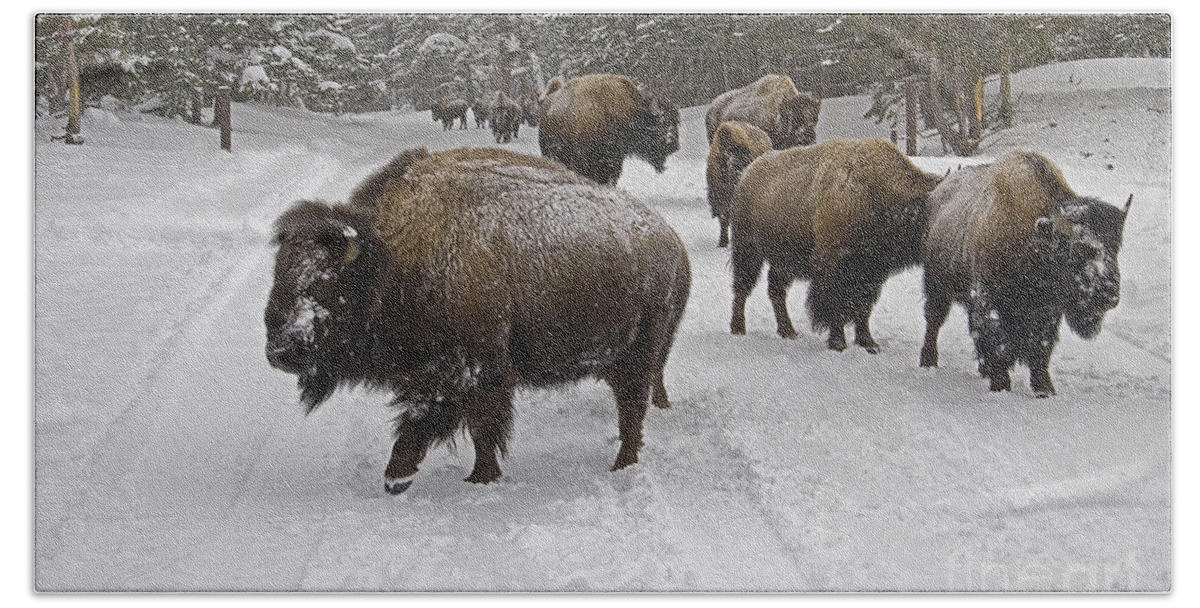 Buffalo Beach Sheet featuring the photograph Winter Procession-Signed by J L Woody Wooden