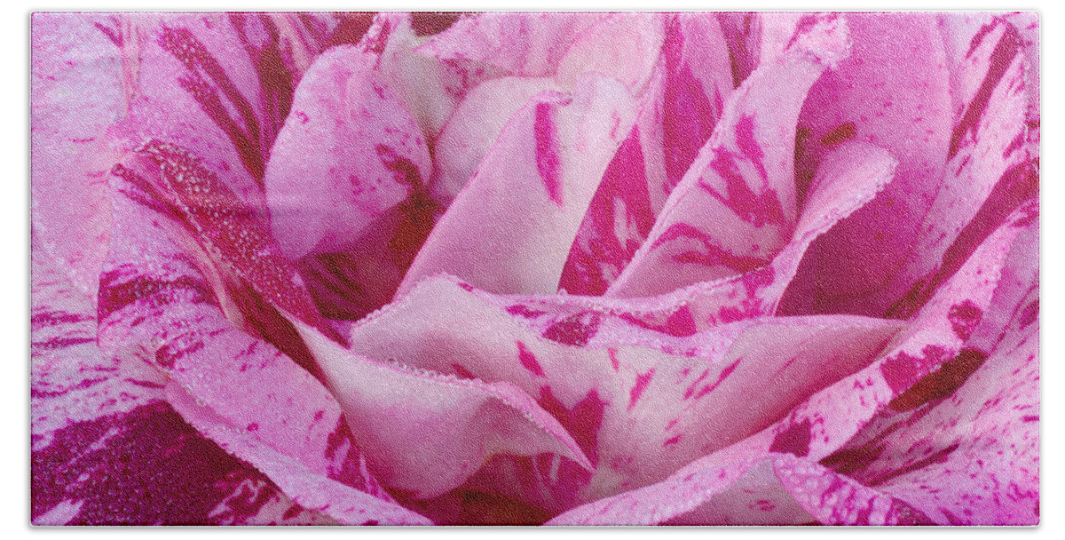 Purple Beach Sheet featuring the photograph Winter Rose by Heidi Smith