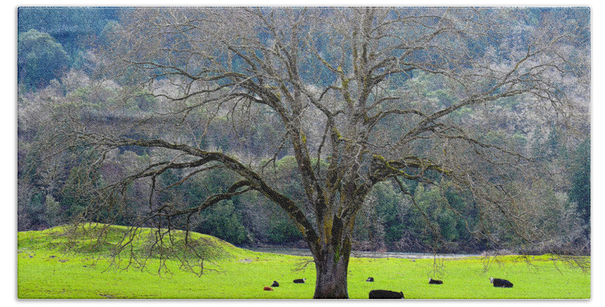 Trees Beach Sheet featuring the photograph Winter Tree with Cows by the Umpqua River by Michele Avanti