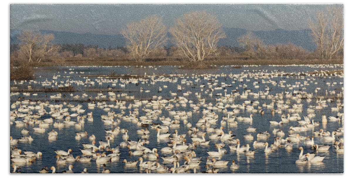 Snow Geese Beach Sheet featuring the photograph Winter White on a Blue Lake by Kathleen Bishop