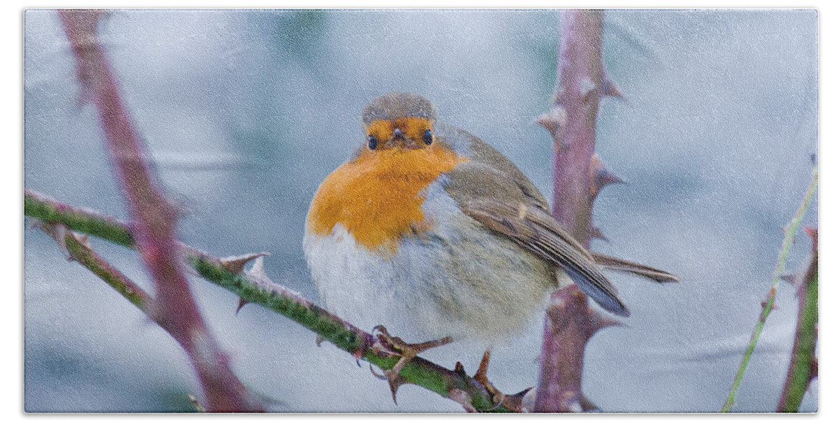 Robin Beach Towel featuring the photograph Winters Here by Scott Carruthers