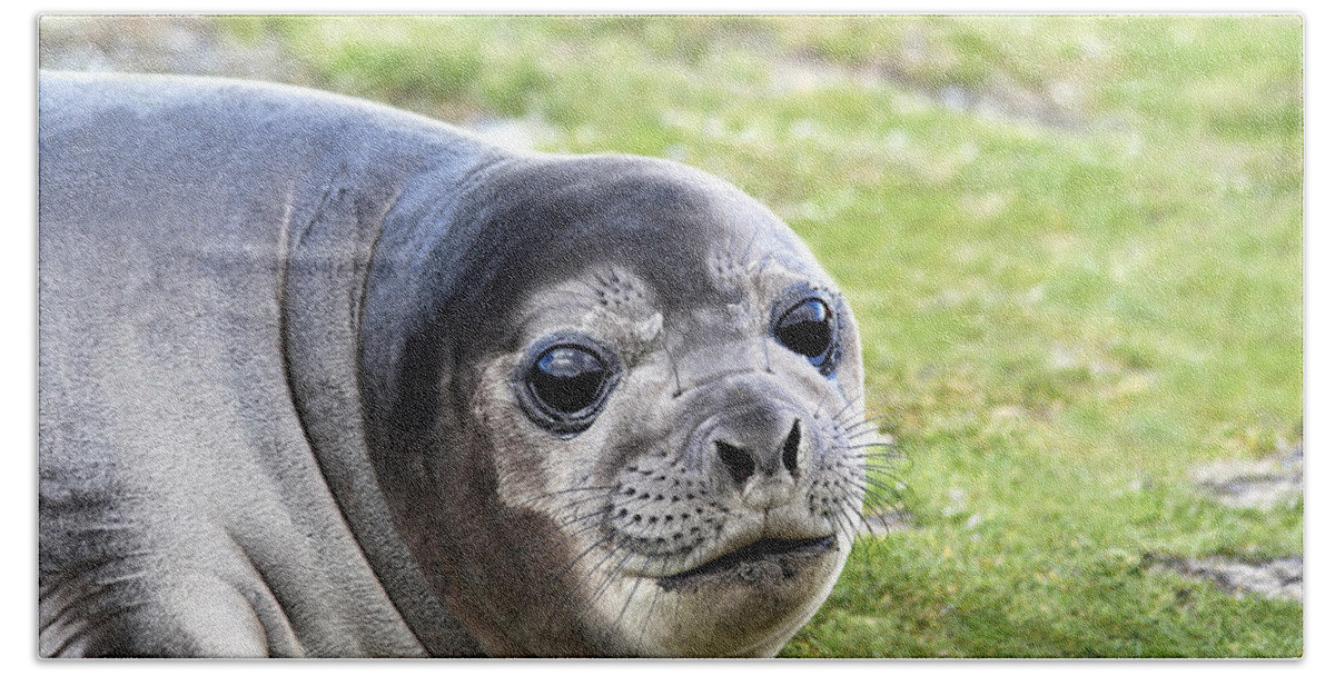 Southern Elephant Seal Beach Sheet featuring the photograph Woeful Weaner by Ginny Barklow