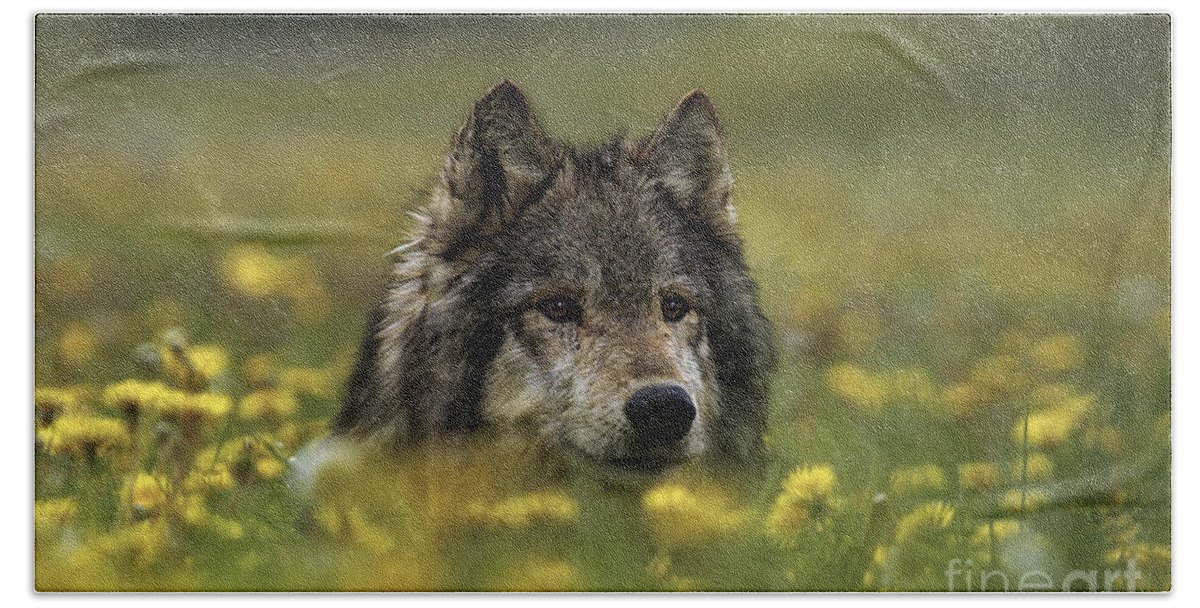 Wolf Beach Towel featuring the photograph Wolf in Dandelions by Wildlife Fine Art