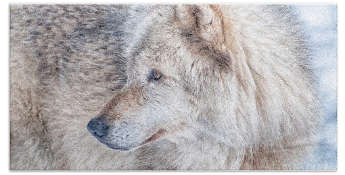 Timberwolf Beach Towel featuring the photograph Wolf in Disguise by Bianca Nadeau