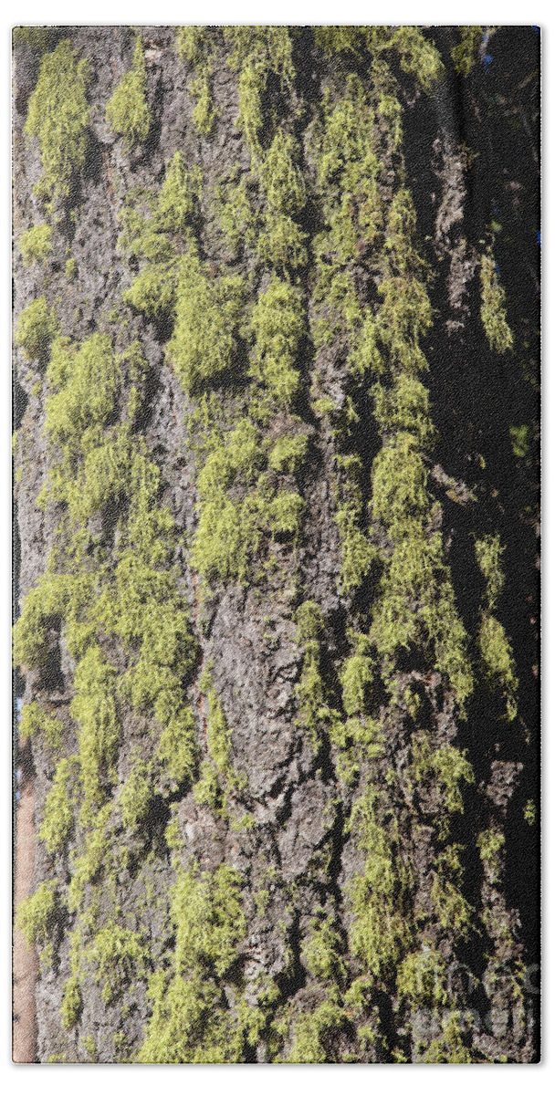 Tree Beach Towel featuring the photograph Wolf Lichen by Gregory G. Dimijian, M.D.