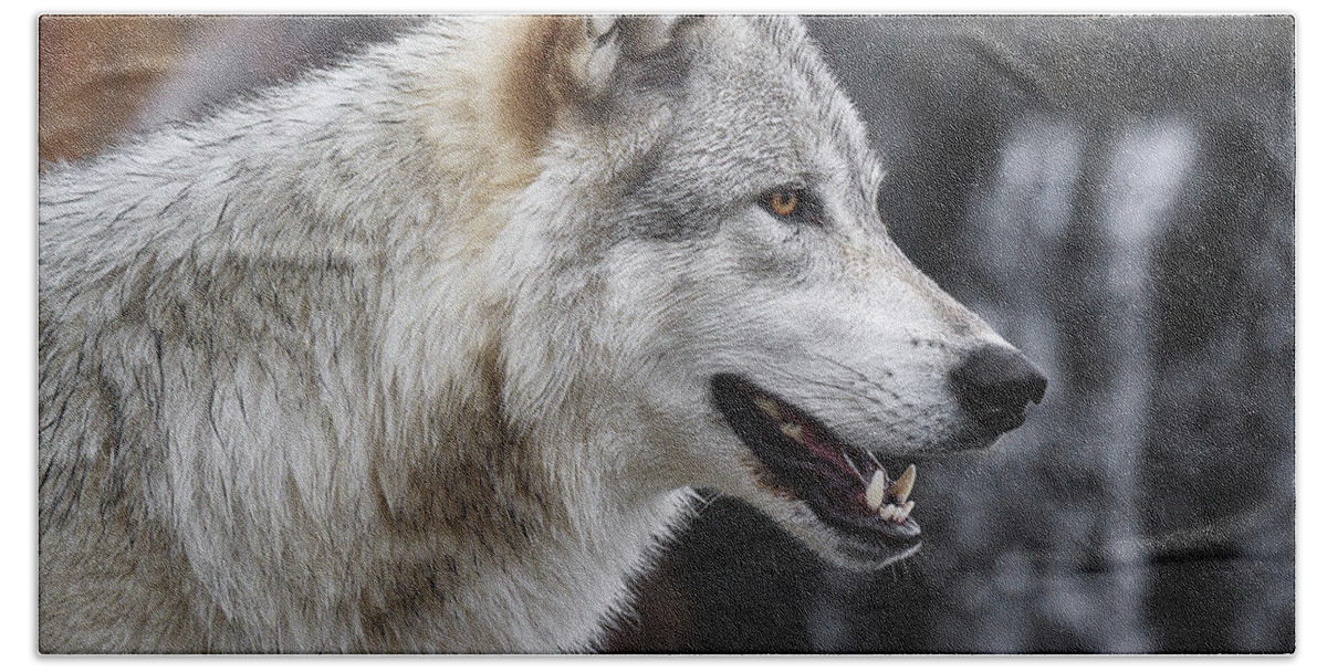 Wolf Smile Beach Towel featuring the photograph Wolf Smile by Wes and Dotty Weber