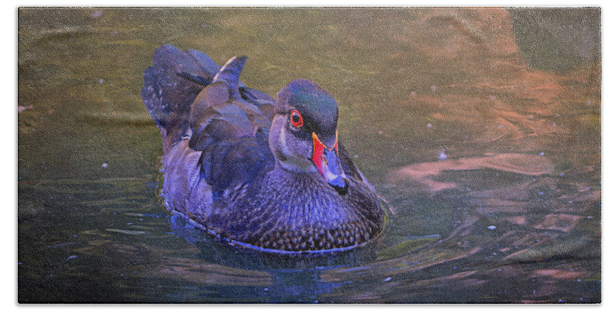Duck Beach Towel featuring the photograph Wood Duck - British Columbia by Maria Angelica Maira