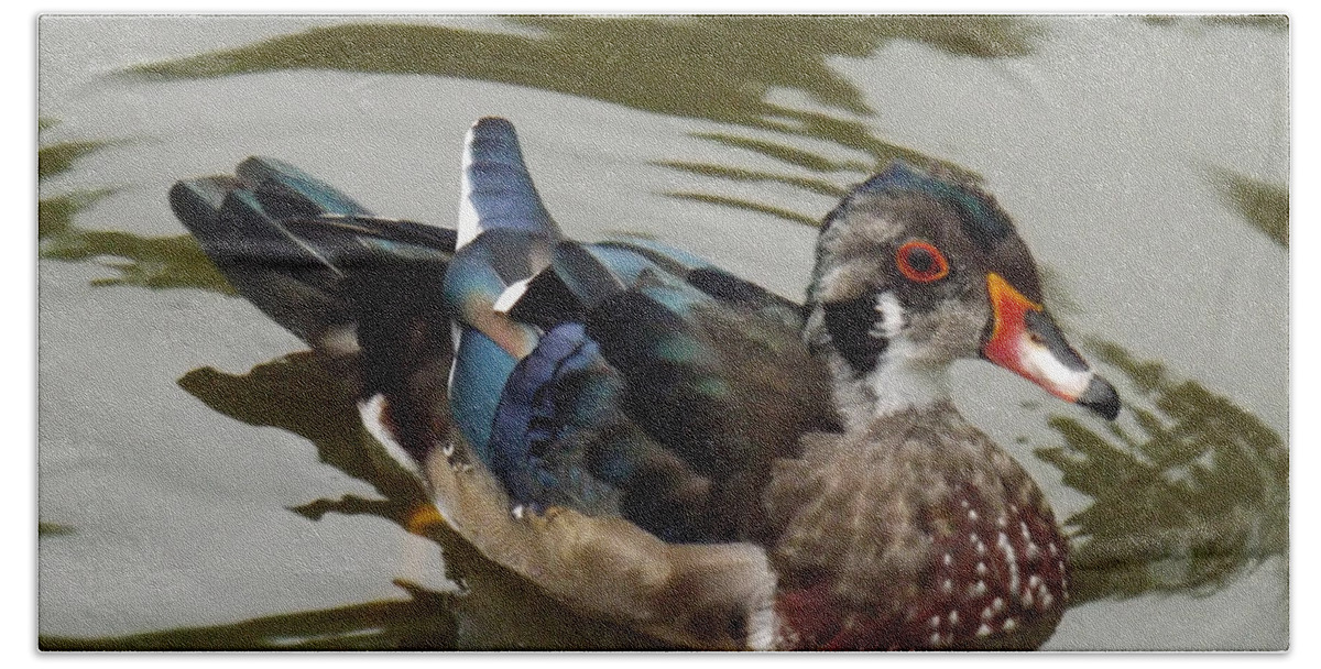 Duck Beach Towel featuring the photograph Wood Duck by Brenda Brown