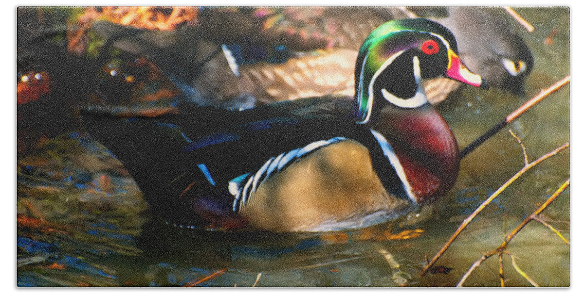 Wood Duck Beach Towel featuring the photograph Wood Duck by Flees Photos