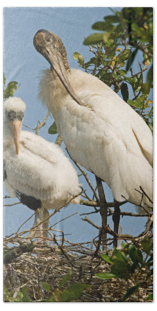Animal Beach Towel featuring the photograph Wood Stork Adult With Young, Preening by Millard H. Sharp