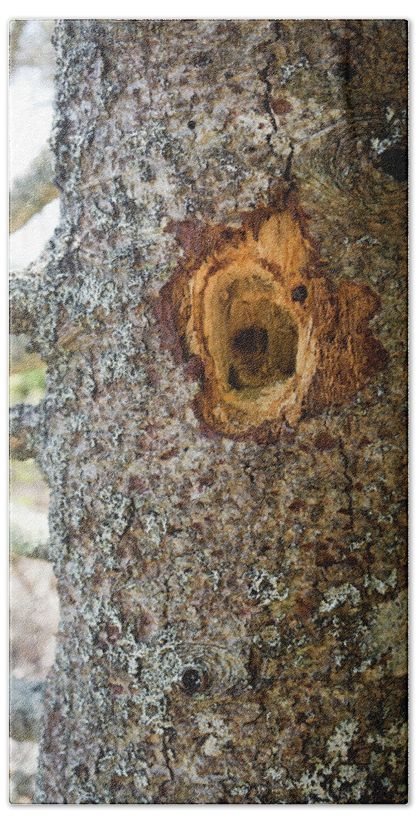 Vertical Beach Sheet featuring the photograph Woodpecker Hole On A Pine Tree by Leslie Parrott