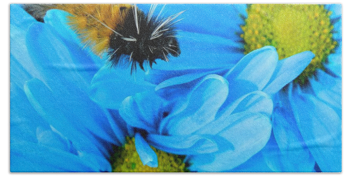 Oregon Beach Towel featuring the photograph Woolly Bear on Blue Daisies by Gallery Of Hope 