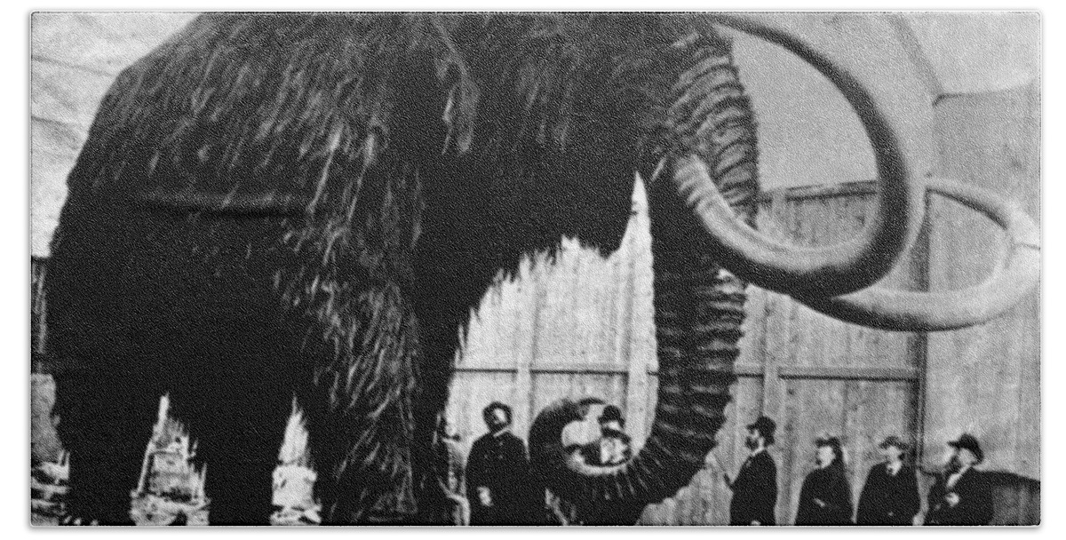 Woolly Mammoth Beach Towel featuring the photograph Woolly Mammoth Found In Siberia, 1903 by Science Source