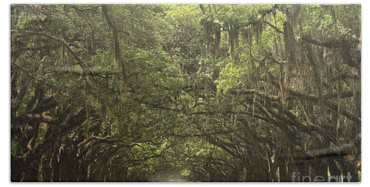 Avenue Of The Oaks Beach Towel featuring the photograph Wormsloe Avenue Of The Oaks by Adam Jewell