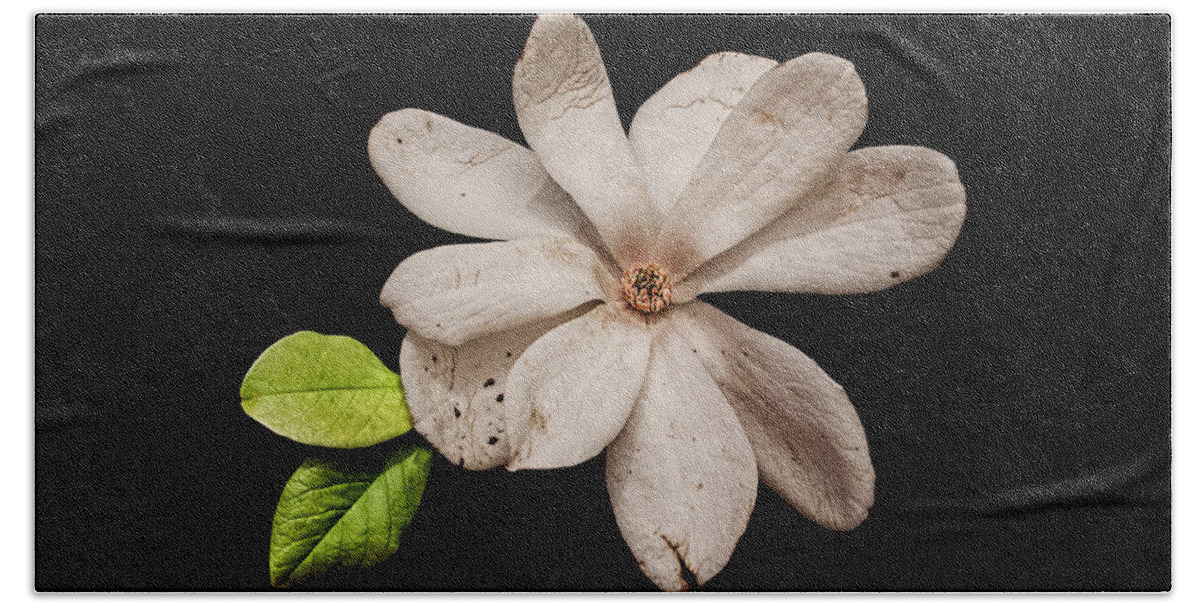 Wounded White Magnolia Beach Towel featuring the photograph Wounded White Magnolia Wide Version by Weston Westmoreland