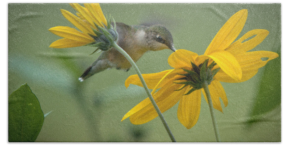 Ruby-throated Hummingbird Beach Towel featuring the photograph Yellow and Green by Cheryl Baxter