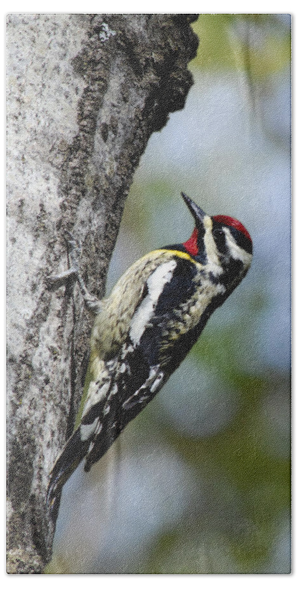 Bird Beach Towel featuring the photograph Yellow Bellied Sapsucker by Christina Rollo