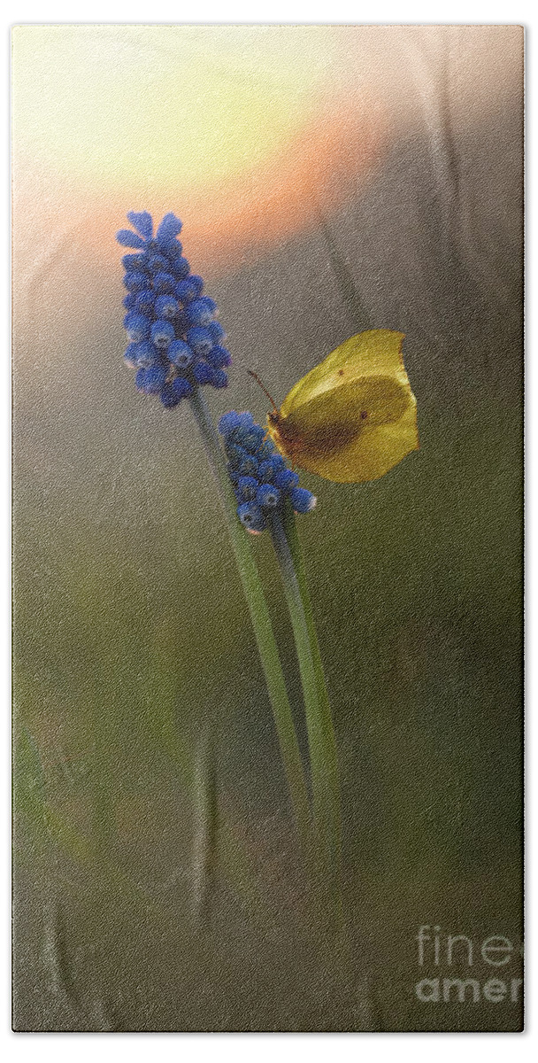 Yellow Beach Towel featuring the photograph Yellow butterfly on grape hyacinths by Jaroslaw Blaminsky