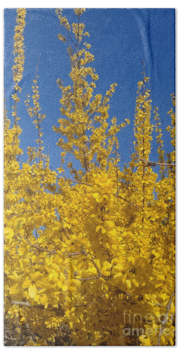 Forsythia Beach Towel featuring the photograph Yellow Explosion by Melissa Petrey
