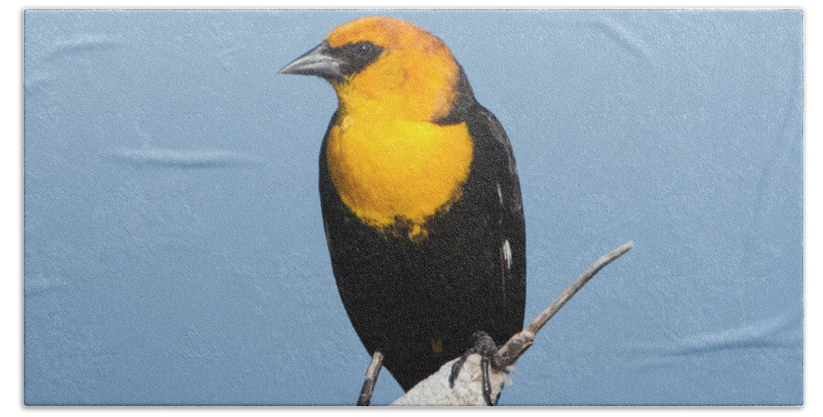 Black Bird Beach Towel featuring the photograph Yellow Headed Blackbird by Jack Bell
